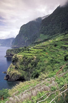 Portugal, Madeira, Seixal. Terraced vineyards