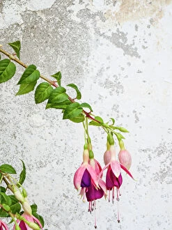 Town Gallery: Portugal, Obidos. Colorful fuchsia hanging against