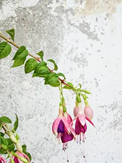 Village Prints: Portugal, Obidos. Colorful fuchsia hanging against an old white wall. Date: 03-07-2019