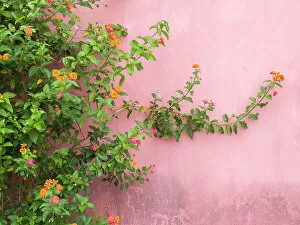 Attraction Collection: Portugal, Obidos. Colorful lantana vine growing against a pink wall. Date: 02-07-2019