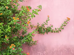 Village Prints: Portugal, Obidos. Colorful lantana vine growing against a pink wall. Date: 02-07-2019