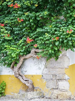 Portugal Collection: Portugal, Obidos. Large trumpet vine growing against a wall in the streets of Obidos