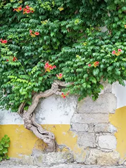 Village Prints: Portugal, Obidos. Large trumpet vine growing against a wall in the streets of Obidos