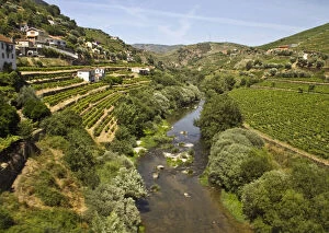 Portugal, Porto. Vineyards along the Douro