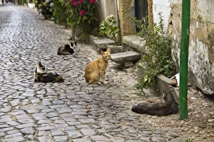 Alley Gallery: Portugal, Tomar.  Cats on a street in Tomar