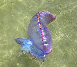 Tobago Prints: Portuguese Man o War - floating at sea off Tobago - West Indies