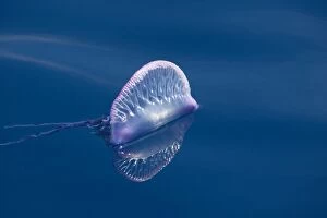 Portuguese Man-o'-War Jellyfish