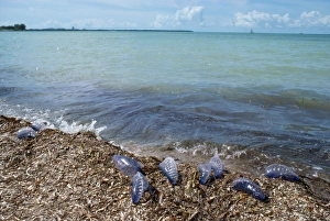 Images Dated 1st October 2007: Portuguese Man-o'-War Jellyfish - stranded on shore