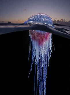 New Images March 2022 Gallery: Portuguese man o war, Physalia physalis, at