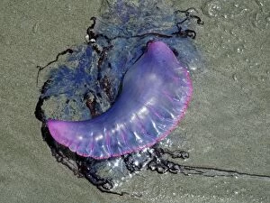 Images Dated 24th March 2011: Portuguese Man o War - washed ashore on the beach in Tobago