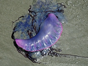 Images Dated 24th March 2011: Portuguese Man o War - washed ashore on the beach in Tobago