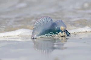 Portuguese Man of War - Isles of Scilly - UK