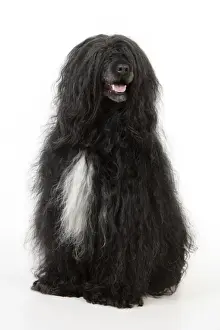 Portuguese Water Dog