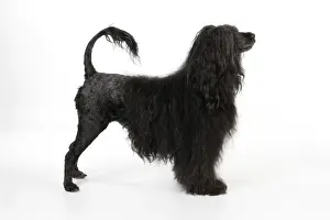 Portuguese Water Dog