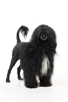 Portuguese Water Dog