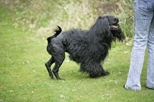 Portuguese Water Dog - with owner