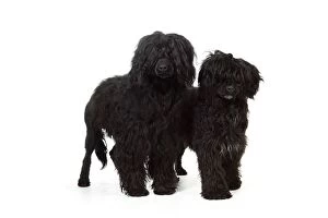 Images Dated 7th April 2009: Portuguese Water Dog - with puppy (9 months old)