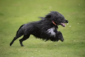 Portuguese Water Dog - running