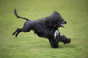 Portuguese Water Dog - running