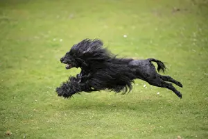 Portuguese Water Dog - running