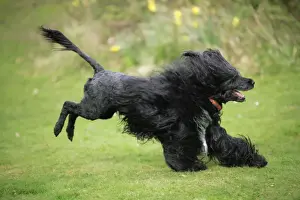 Portuguese Water Dog - running