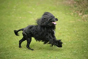 Portuguese Water Dog - running
