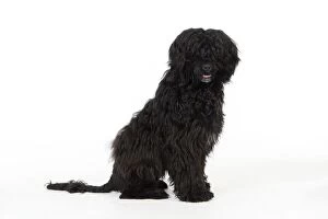 Images Dated 7th April 2009: Portuguese Water Dog - sitting (9 months old)