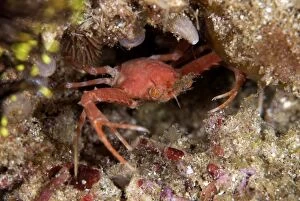 Portunid Crab with extended claw by hole