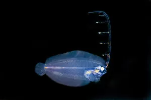 Actinopterygii Gallery: Post larval Flounder with extended fin - Blackwater night dive, Seraya, Karangasem, Bali, Indonesia