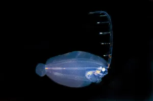 One Animal Gallery: Post larval Flounder with extended fin - Blackwater night dive, Seraya, Karangasem, Bali, Indonesia