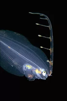 Images Dated 4th September 2020: Post larval Flounder with extended fin - Blackwater night dive, Seraya, Karangasem, Bali, Indonesia