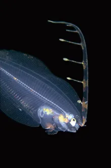 New images march 2022/post larval flounder extended fin blackwater New images march 2022/post larval flounder extended fin blackwater