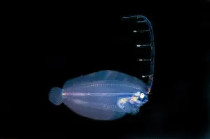Transparent Prints: Post larval Flounder with extended fin - Blackwater night dive