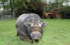 Images Dated 8th September 2009: Pot-bellied Pig