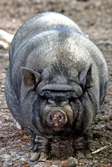 Farm Animals Collection: Pot- bellied Pig