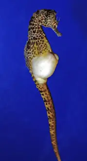 Pot-bellied Sea Horse - coasts of Australia and New Zealand