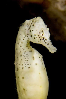 Actinopterygii Gallery: Pot bellied seahorse, Hippocampus abdominalis