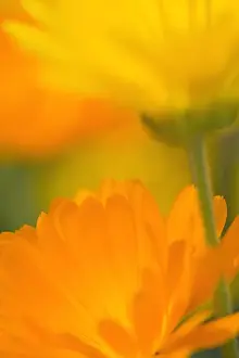 Pot Marigold Flowers Norfolk UK