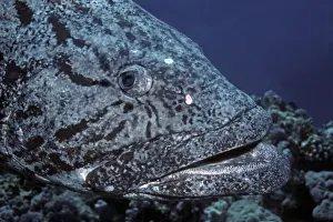 Cods Prints: Potato-cod - this fish are generaly found in family groups living in a chosen area which makes them a fine fish for