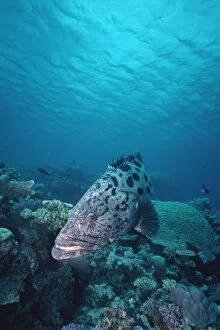 Potato COD / Potato Grouper / Bass - in his territorial coral patch which is his home