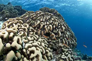 Maldives Prints: Potato Coral - Maldives