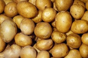 Images Dated 17th October 2008: Potato - German Butterball variety Fam: Solanaceae Native to Western South America