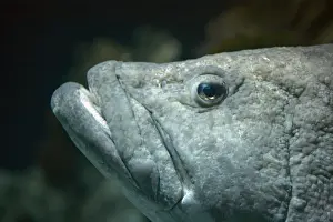 Grouper Prints: Potato Grouper FI000019