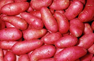 Crops Collection: Potato - Red Thumb (Fingerling) variety Fam: Solanaceae Native to Western South America