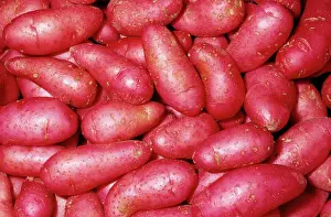 Edible Prints: Potato - Red Thumb (Fingerling) variety Fam: Solanaceae Native to Western South America