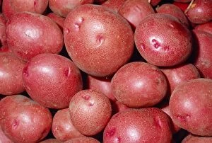 Images Dated 17th October 2008: Potato - Red variety Fam: Solanaceae Native to Western South America