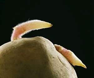 Potato - Sprouting showing root hairs on root (absorbent