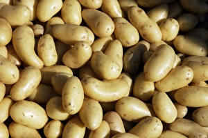 Images Dated 22nd December 2005: Potato - variety Grenaille d'Amandine