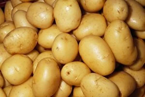 Images Dated 17th October 2008: Potato - Yukon Gold variety Fam: Solanaceae Native to Western South America