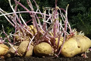 Potato Prints: Potatos - sprouting / seed potatos - chitting'. Alsace - France